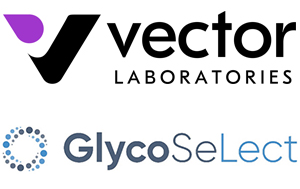 Vector Laboratories and GlycoSeLect logos